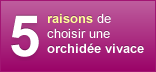 5 Raisons de choisir une orchidée vivace