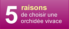 5 Raisons de choisir une orchidée vivace