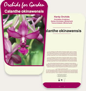 Calanthe Okinawensis