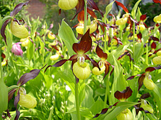 Cypripedium Calceolus