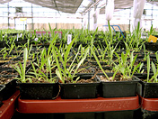 Tray Dactylorhiza