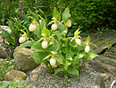 Cypripedium Fasciolatum