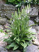 Massif Dactylorhiza