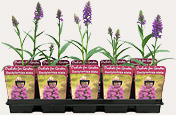 Tray Dactylorhiza Elata