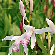 Bletilla striata "kuchibeni"