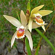 Bletilla ochracea (Yellow)