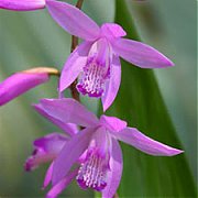 Bletilla striata "purple"