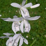 Bletilla striata "alba"