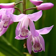 Bletilla striata "pink"