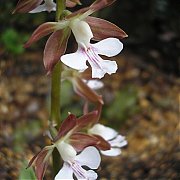 Calanthe discolor