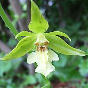 Calanthe nipponica