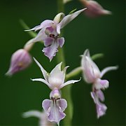 Calanthe reflexa