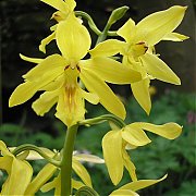 Calanthe sieboldii