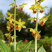 Calanthe tricarinata