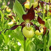 Cypripedium calceolus