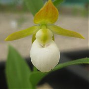 Cypripedium californicum