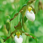 Cypripedium Columbianum