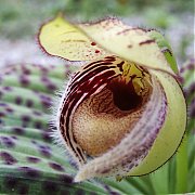 Cypripedium fargesii