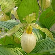 Cypripedium fasciolatum