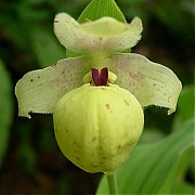 Cypripedium flavum