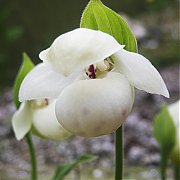 Cypripedium flavum alba