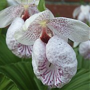 Cypripedium formosanum