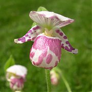 Cypripedium guttatum