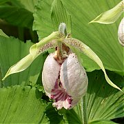 Cypripedium japonicum