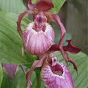 Cypripedium macranthos