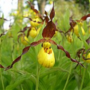 Cypripedium parviflorum