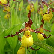 Cypripedium parviflorum makasin