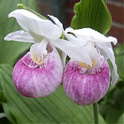 Cypripedium reginae