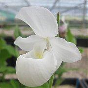 Cypripedium reginae alba