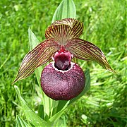 Cypripedium tibeticum