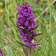 Dactylorhiza alpestris