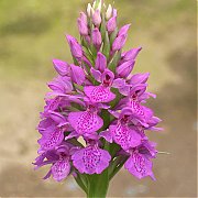 Dactylorhiza elata