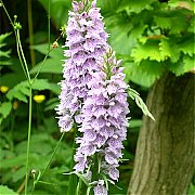 Dactylorhiza fuchsii