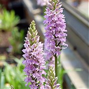 Dactylorhiza maculata