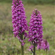 Dactylorhiza pardalina