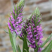 Dactylorhiza praetermissa