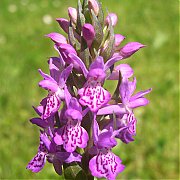 Dactylorhiza purpurella