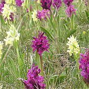 Dactylorhiza sambucina