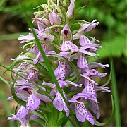 Dactylorhiza sphagnicola