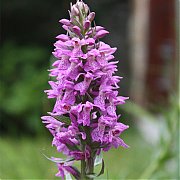 Dactylorhiza majalis