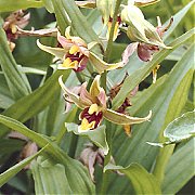 Epipactis gigantea