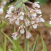 Epipactis palustris