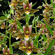 Epipactis "Sabine"