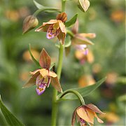 Epipactis thunbergii