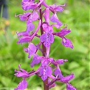 Orchis mascula