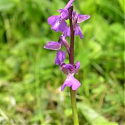 Orchis morio